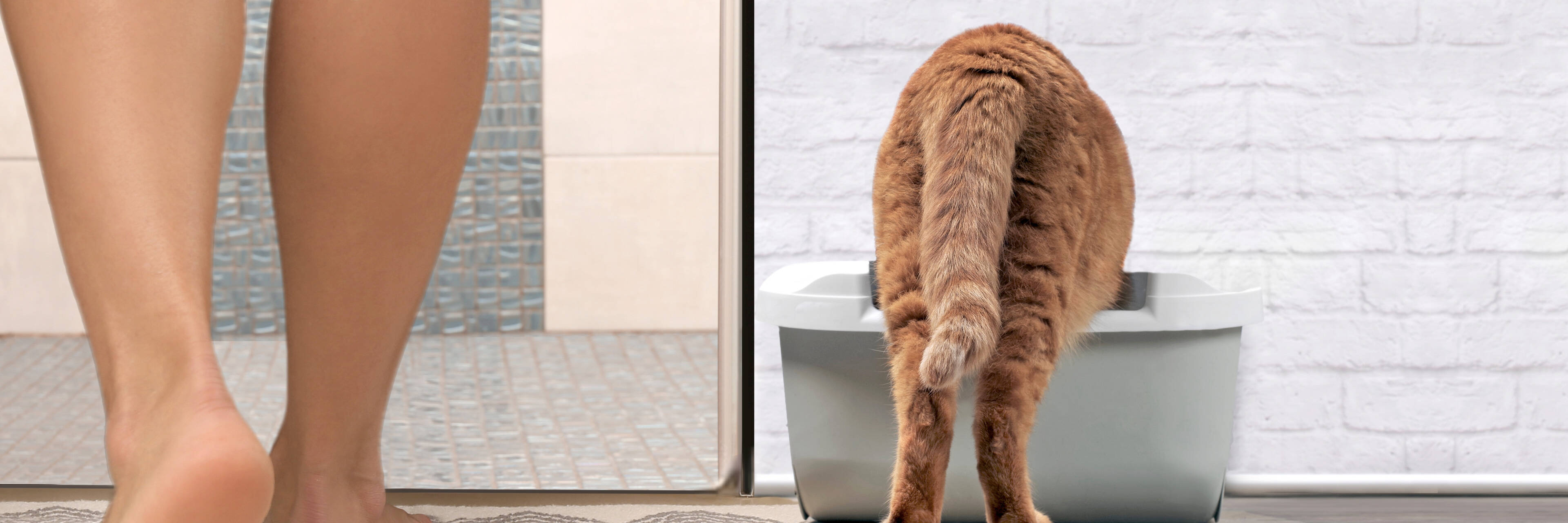 Les fibres pour une hygiène naturelle du chat.
