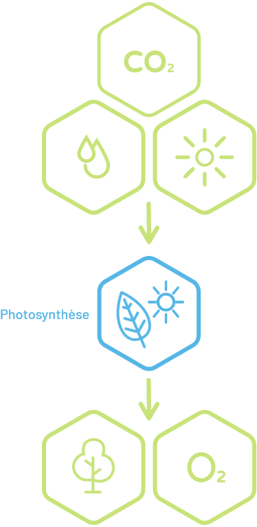 Le processus naturel de formation de la cellulose.