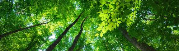 ARBOCEL® Cellulosefasern