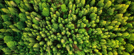 MCG -Gel de cellulose microcristalline