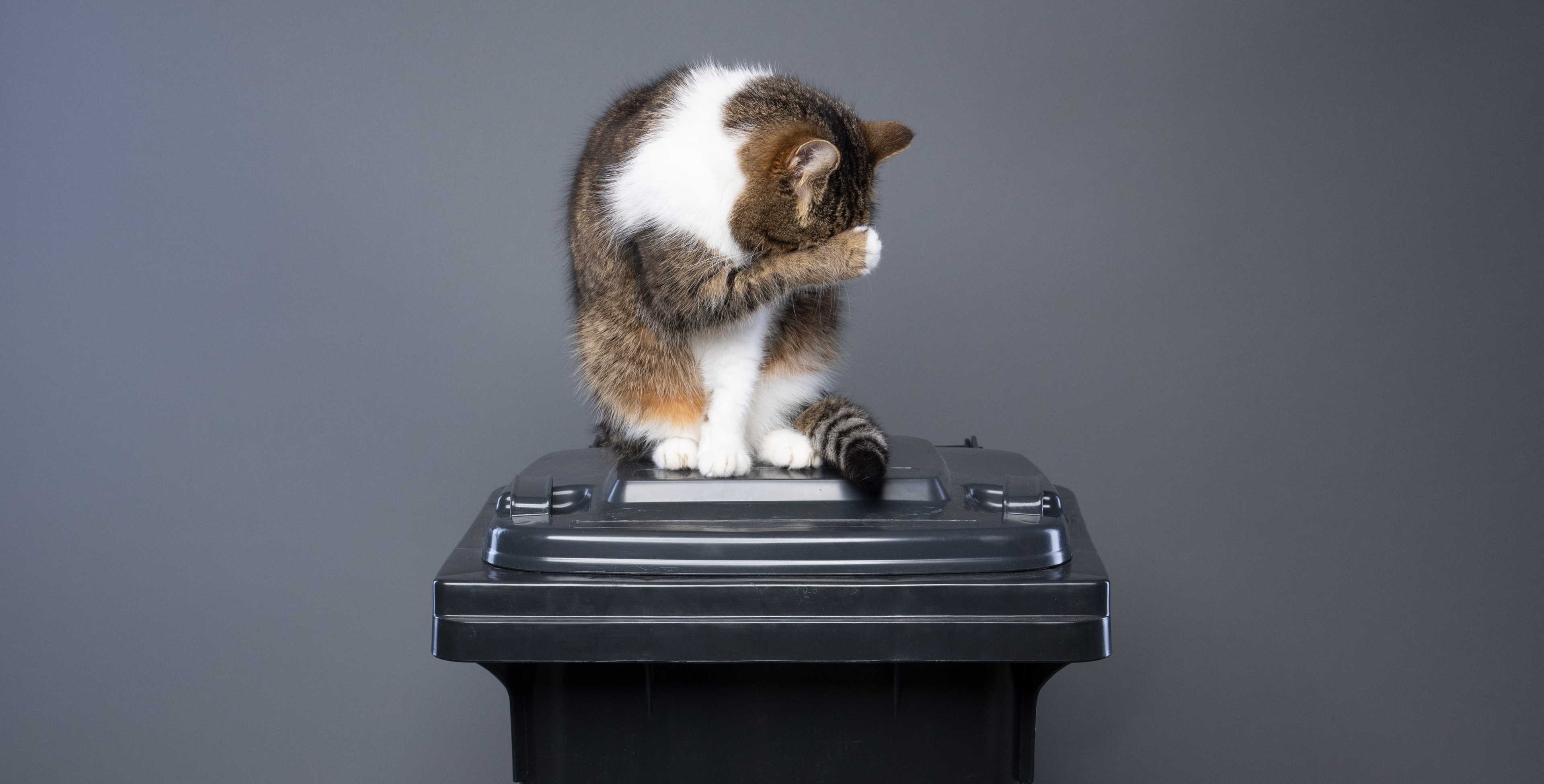 Réduire drastiquement les déchets liés à la litière pour chat - Un sondage montre que la majorité des Allemands sont favorables à l'utilisation de litières végétales pour chats