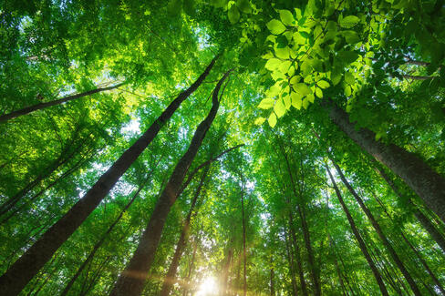 La technologie des fibres végétales fascinée par la nature