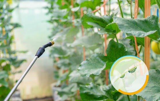 Éviter de rincer avec JRS VIVAPUR®.