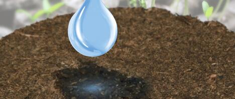 Le système prêt à l'emploi pour tous les types de microgreens