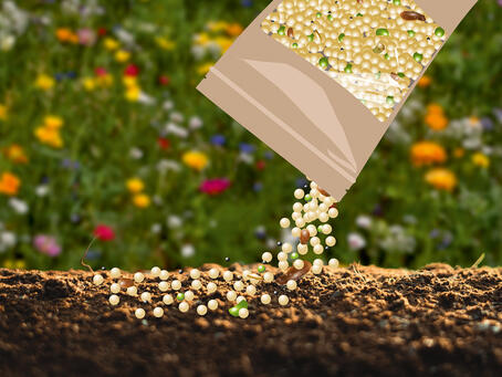 Agent d'étirage pour un semis régulier