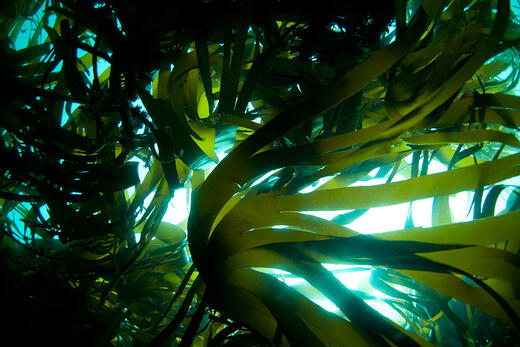 Principaux avantages et applications