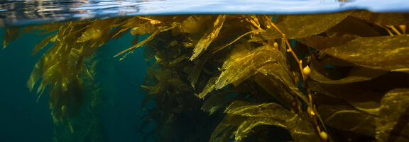 Le Groupe JRS renforce ses positions dans la production d’alginate grâce à l’acquisition d’Algaia SA