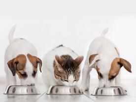 Des avantages multiples avec des fibres fonctionnelles - une approche holistique pour innover en petfood