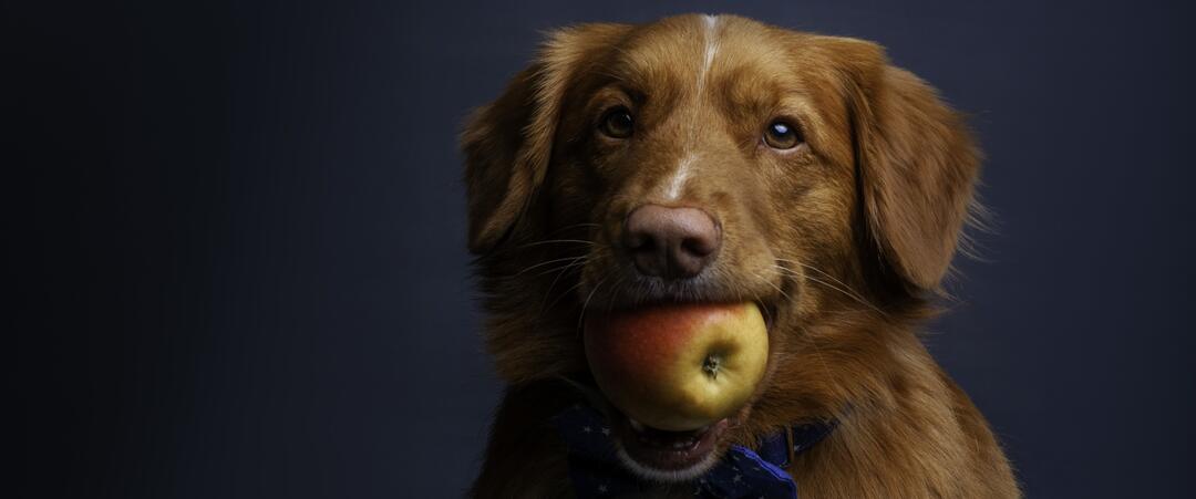 L'expertise fibres - une source riche d'innovation