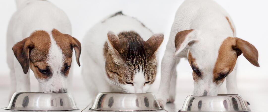 Des avantages multiples avec des fibres fonctionnelles - une approche holistique pour innover en petfood