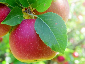 20th European BSB Innovation Award